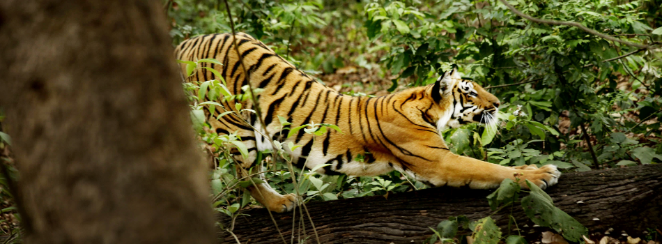 Tiger in Jim Corbett National Park during the best season
